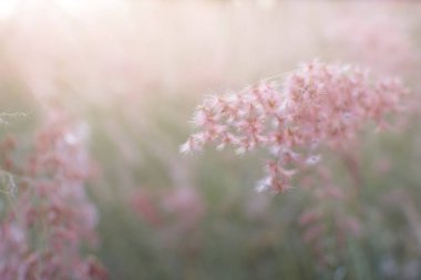 Çimen çiçek günbatımı arka plan, renk siluet stil bulutlu.