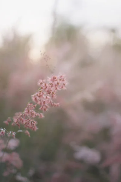 Siluett av gräs blomma med sunset bakgrund, färg fördunklade stil. — Stockfoto