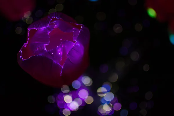 Flores de tela con fondo abstracto de luz bokeh colorido en la noche . — Foto de Stock