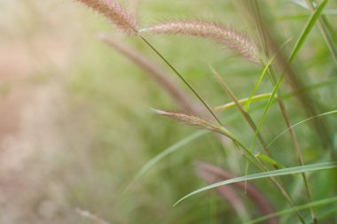 Güneş ışığı doğa arka plan bahar, çayır çimen çiçek