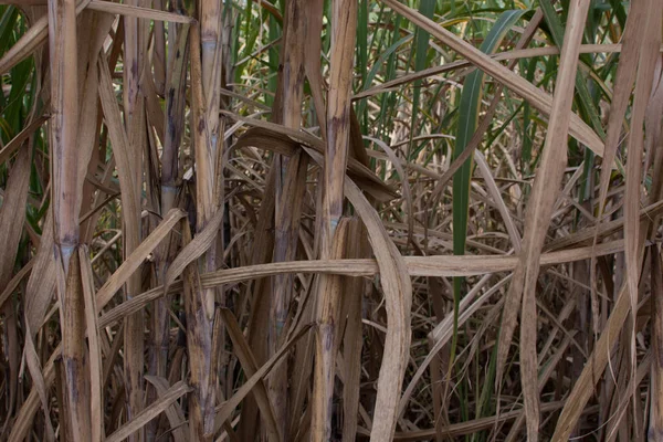 Sugar cane plantations in the green garden — Stock Photo, Image