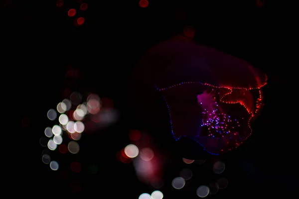 Красочные bokeh свет празднуют ночью, разрядить свет абстрактный фон . — стоковое фото