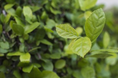 Arka plan için yukarı, doğa yeşil yakın yaprakları.