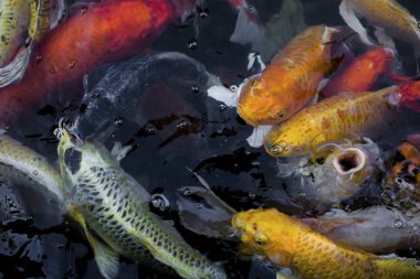 Koi balığı, gölde yüzen renkli süslü balıklar..