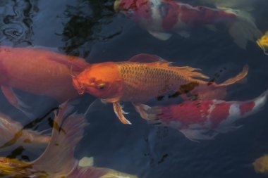 Koi balığı, gölde yüzen renkli süslü balıklar..