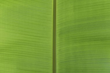 Arka plan için taze yeşil muz yaprakları.