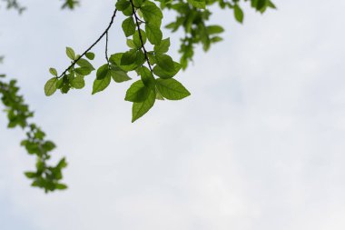 Ağaçlar ve gökyüzüne yaprakları.