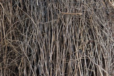 Kuru dalları doku arka plan.