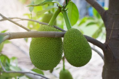Yakın yukarı jackfruit taze ağaç, Tay meyve.