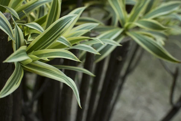 Dracaena Yeşil Arka Plan Için Yakın Bırakır — Stok fotoğraf