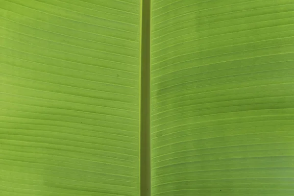 新鲜的绿色香蕉叶子为背景 — 图库照片