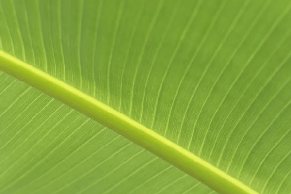 Arka Plan Için Taze Yeşil Muz Yaprakları — Stok fotoğraf