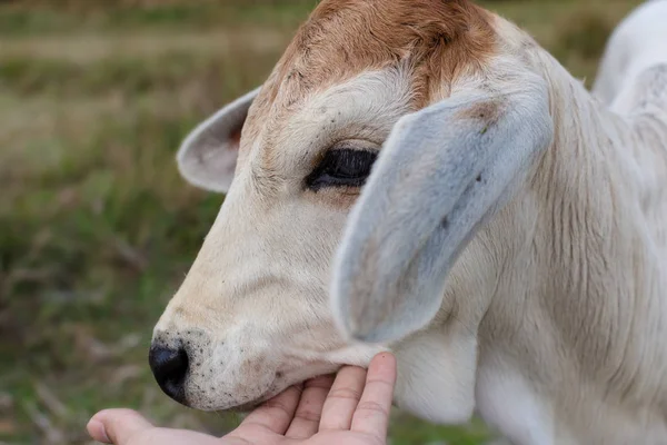 Weiße Kuh Aus Nächster Nähe Auf Dem Feld — Stockfoto