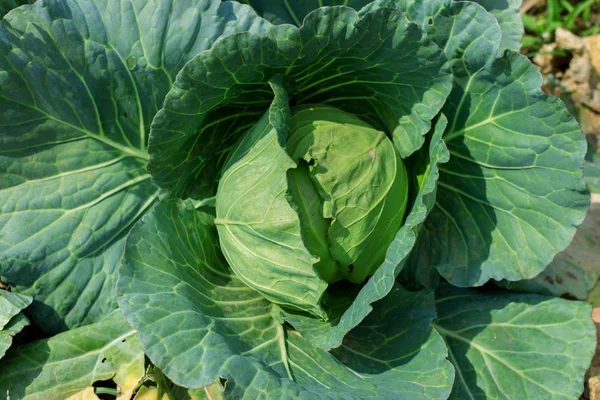 Head Fresh Cabbage Garden — Stock Photo, Image