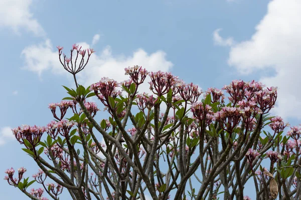 Розовый Plumeria Голубым Небом Заднем Плане Цветы Frangipani — стоковое фото