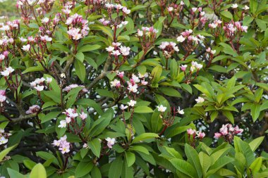 Arka planda, Frangipani çiçek mavi gökyüzü ile pembe Plumeria.