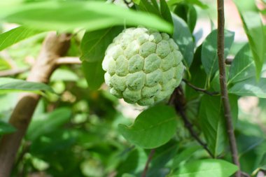 Ağaç dalına muhallebi elma