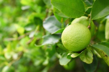 Kireç yeşili ağaç dalları asılı