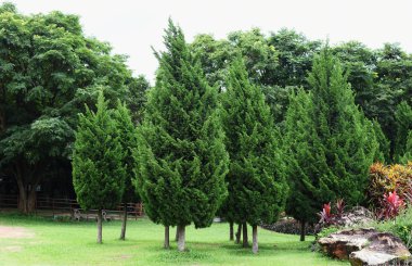 Çam ağaçları izole Bahçe