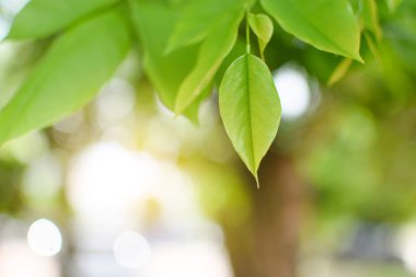 Taze yeşil yumuşak ışıkla bırakır.
