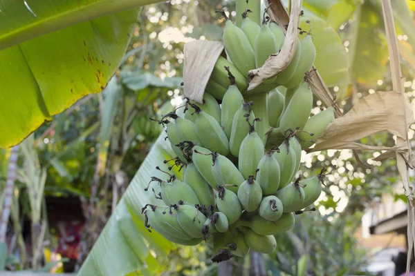 Plátano Con Ramo Plátanos Con Luz Solar Plátano Cultivado — Foto de Stock