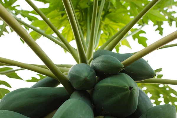 Yeşil papaya meyve beyaz arka plan üzerinde izole ağaç üzerinde.