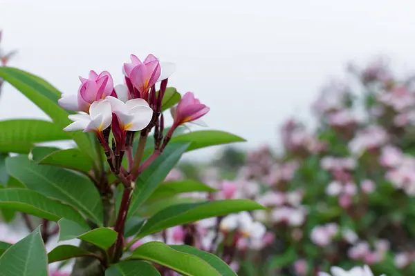 Розовый Plumeria Голубым Небом Заднем Плане Цветы Frangipani — стоковое фото