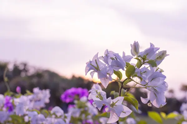 Bougainvillier Violet Fleur Avec Des Feuilles Dans Jardin — Photo