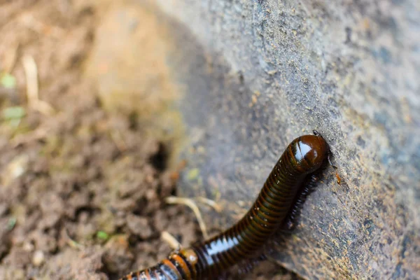 Millipede Walking Ground Close — Stock Photo, Image