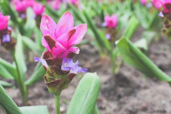 Сиам Тюльпан Розовый Цветок Лесу — стоковое фото