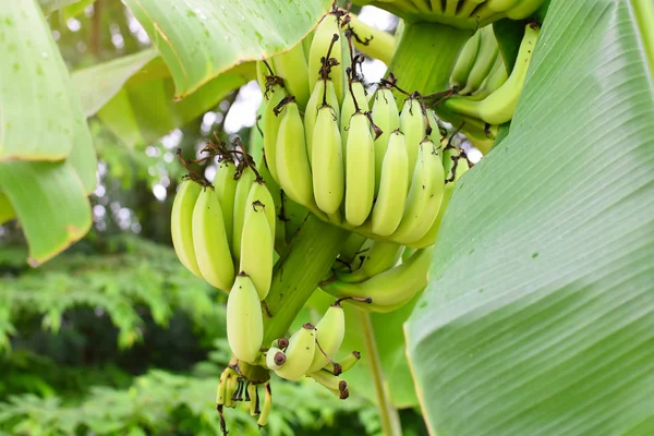 Árbol Plátano Con Montón Plátanos Con Luz Solar Plátano Cultivado — Foto de Stock