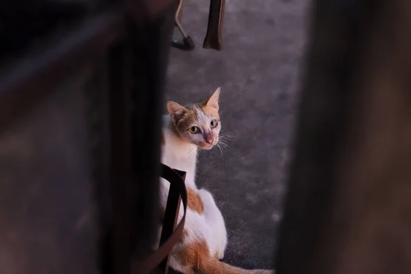 一只无辜的小猫在街边看相机 — 图库照片