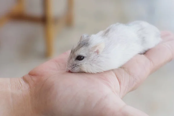 Little winter white hamster sleep on hand — Stock Photo, Image