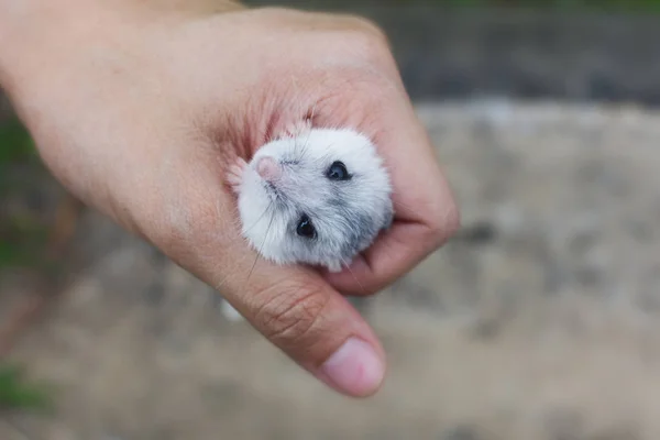 Hamster Vinter Vit Sover Handfull — Stockfoto