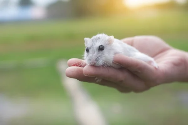 Hamster Kış Beyaz Yandan — Stok fotoğraf