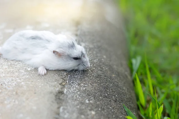 Hamster Inverno Branco Dormindo — Fotografia de Stock