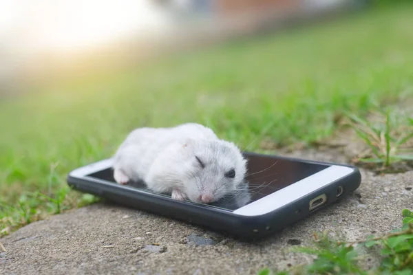 Hamster Winter White Sleeping Smart Phone — Stock Photo, Image