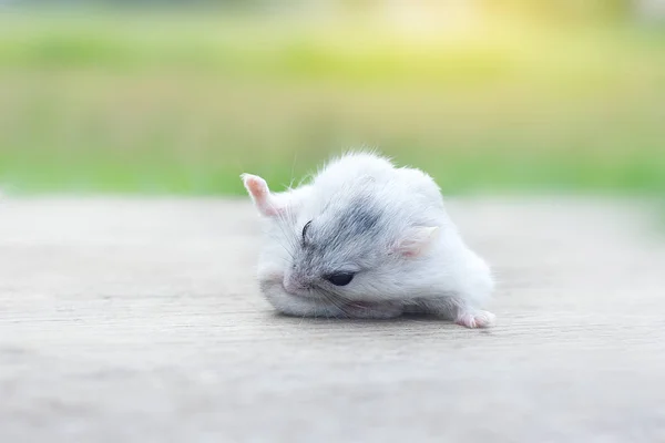 Hamster Kış Beyaz Saç Temizleme — Stok fotoğraf