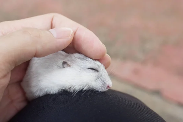 Hamster Kış Beyaz Uyku — Stok fotoğraf