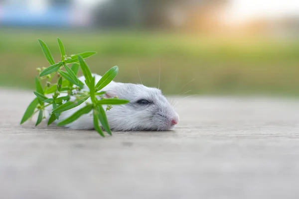 Hamster Kış Beyaz Uyku — Stok fotoğraf