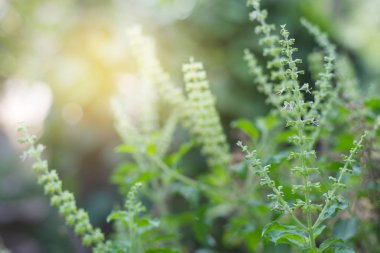 Fesleğen yaprak yakın çekim yumuşak ışıkla