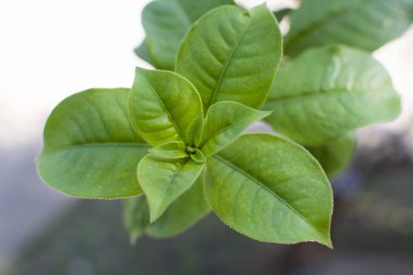 Allamanda blanchetii yaprak yumuşak ışık.