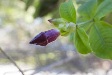 Allamanda blanchetii çiçek ile yumuşak ışık.
