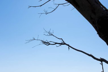 Arka plan olarak mavi gökyüzü ile kuru ağaç