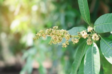 Longan çiçekler. Longan tropikal meyve.