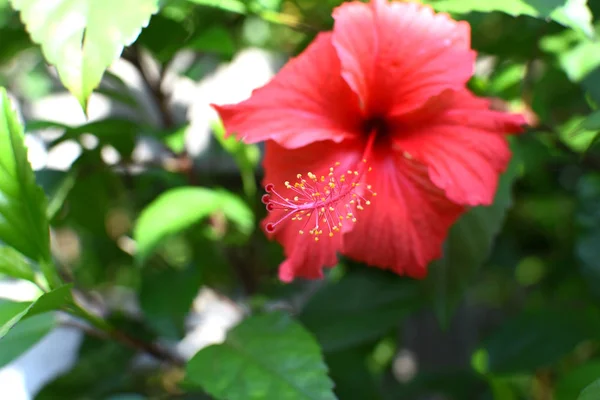 Pólen Hibisco Vermelho Flor Macro Tiro — Fotografia de Stock