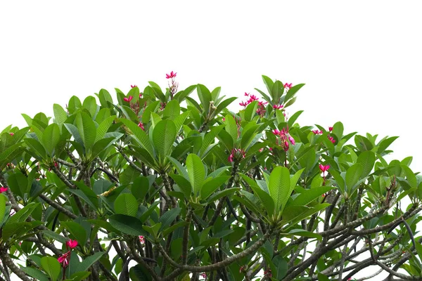 Rosa Plumeria Isoliert Auf Weißem Hintergrund Frangipani Blumen — Stockfoto