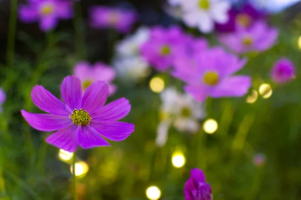 Flores Cosmos Roxas Fechar Com Bokeh — Fotografia de Stock