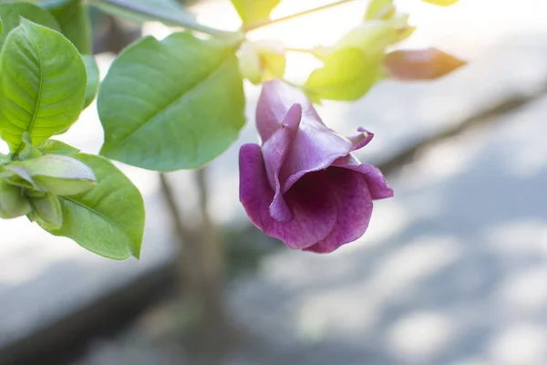 Цветок Allamanda Blanchetii Мягким Светом — стоковое фото
