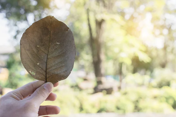 Hand Hält Trockenes Blatt Mit Grünem Hintergrund — Stockfoto